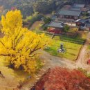 은행나무로 이미지