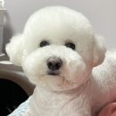 이뿌개 귀엽개 이미지