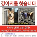제가 임보하던 강아지 인천에서 실종이 됐대요 부탁드립니다(찾았어요 귀가완료) 이미지