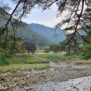 내리계곡 솔밭캠핑장 이미지