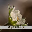 흔들리며 피는 꽃 | 흔들리며 피는 꽃 시, 제 삶에 적용해 보겠습니다.