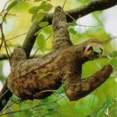 나무늘보 이미지