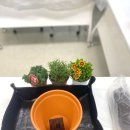 파주장애인자립생활센터 | 원예출강수업 - 파주장애인자립생활센터 원예수업 자조모임원예프로그램 가드닝원예수업 일산파주원예...