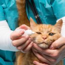 광주첨단YB동물병원 이미지