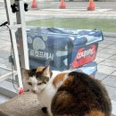 청키딩키 이미지