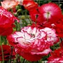 북부상가시장 이미지