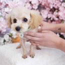 뽀송 애견미용 이미지