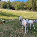 언덕위산양목장 이미지