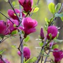 천리포수목원 이미지