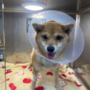 율하 다나동물병원 | 찌찌네 건강검진기록 김해 율하 다나동물병원