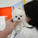 대구강아지분양 퍼피얌 | 대구 강아지 분양 퍼피얌에서 홍스퍼피까지 방문후기