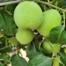 아란농장 이미지