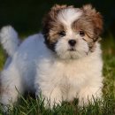 황제라사 이미지