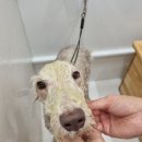 릴리리독 이미지