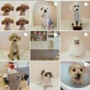 디애몽 이미지