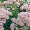 서운동산펜션 이미지