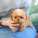 정미켄넬 이미지