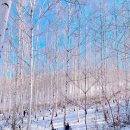 자작나무숲정상 이미지