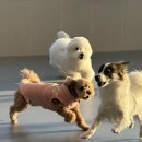 인천애견호텔 사이좋개 송도점 | 송도강아지호텔, 왜 사이좋개는 다를까요?