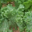 구자농장 이미지