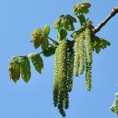 중국호두나무 [중국가래나무, 유글란스 캐세이엔시스 (Juglans cathayensis)] 이미지