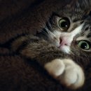 목욕하는고양이 이미지