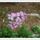 수수꽃다리 이미지