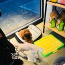 그루머웅 이미지