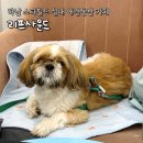 하남중앙어린이집 앞 | 하남 스타필드 실내 애견동반 카페 '리프사운드' 펫프렌들리존 이용 후기 (내돈내산)