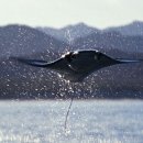 아싸가오리 이미지