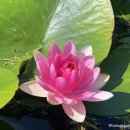 육영수생가 | 연꽃 향기와 함께 걷는 옥천 육영수 생가