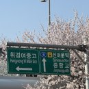 벚꽃로 | 서울 동대문구 중랑천 부근 겸재교 벚꽃로 뚝방길 개화 실시간 후기(4월 2주차 방문) 🌸