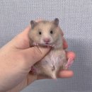 달빛농장 | 대구경북 햄스터 전문 분양샵 | 4월분양글 |달빛햄스터리 대구점🏡