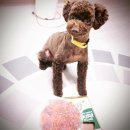 늘사랑동물병원 이미지