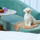 펫 치즈 클럽 이미지