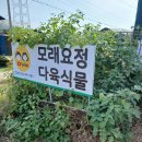 다육요정