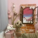 메리펫 | [송도 강아지 미용] 송도5공구 송현아 근처 강아지 미용 후기 / 송도 메리펫 (+가격, 예약방법)
