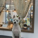 덕이 미장원 이미지