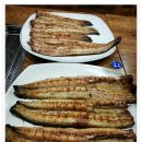 화산장어 이미지