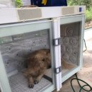 윤보스독스 이미지