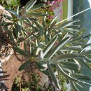 꽃님이네 이미지