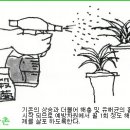 한국춘란 삼(03)월달의 배양 관리(680) 이미지
