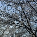 영벽정 공중화장실 | 화순 벚꽃 명소 능주교 지석천 벚꽃 구간과 영벽정 출렁다리