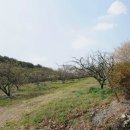 북면수변공원(야구장) 이미지