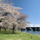 Blossom for you 이미지