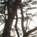흥해서부초등학교 | 세번째로 긴 솔밭길, 흥해 북송리 북천수, 그리고 추억속의 선생님..