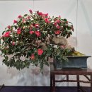 분재전시회 이미지