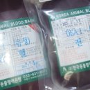 S테크니션 | 기절초풍 동물병원 수의 테크니션 취업 후기, 업무