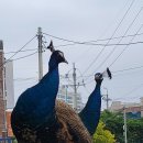 카페잔향