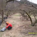 자두나무농장 이미지